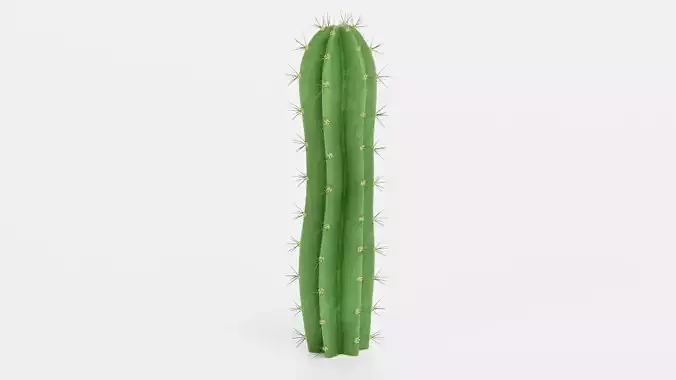 San Pedro Cactus