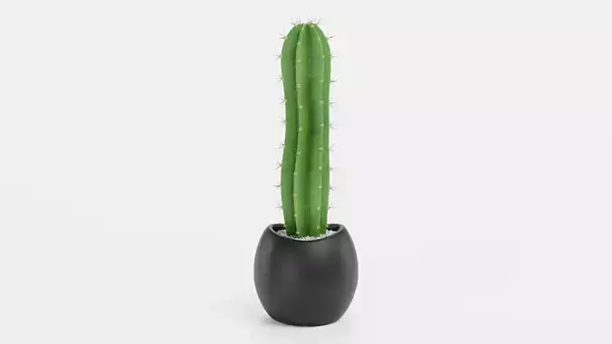 San Pedro Cactus in Pot