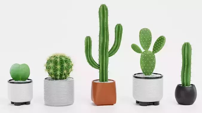 5 Realistic Succulents in Pots - Plant Collection 