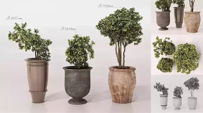 Potted Plants Collection 1  3D Models