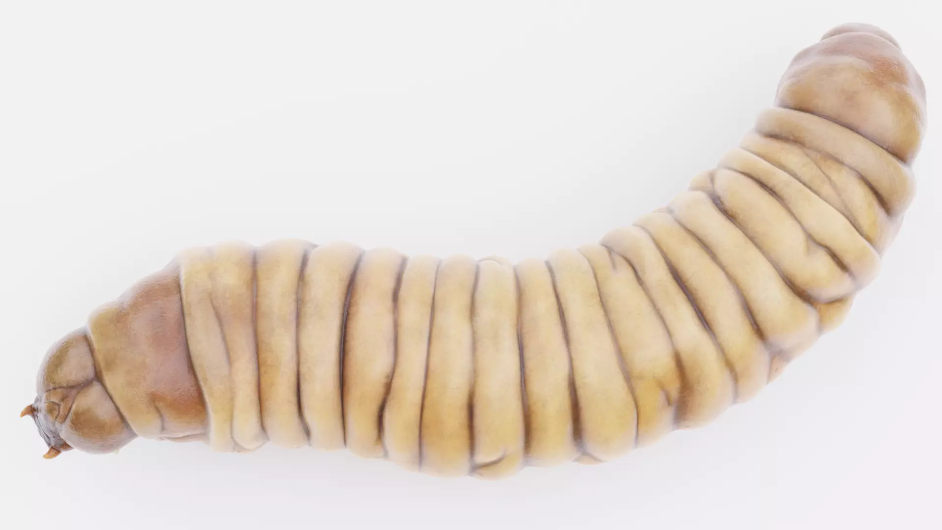 Wax Worm - Detailed Plastic Eater Rigged Low-poly 3D model_5