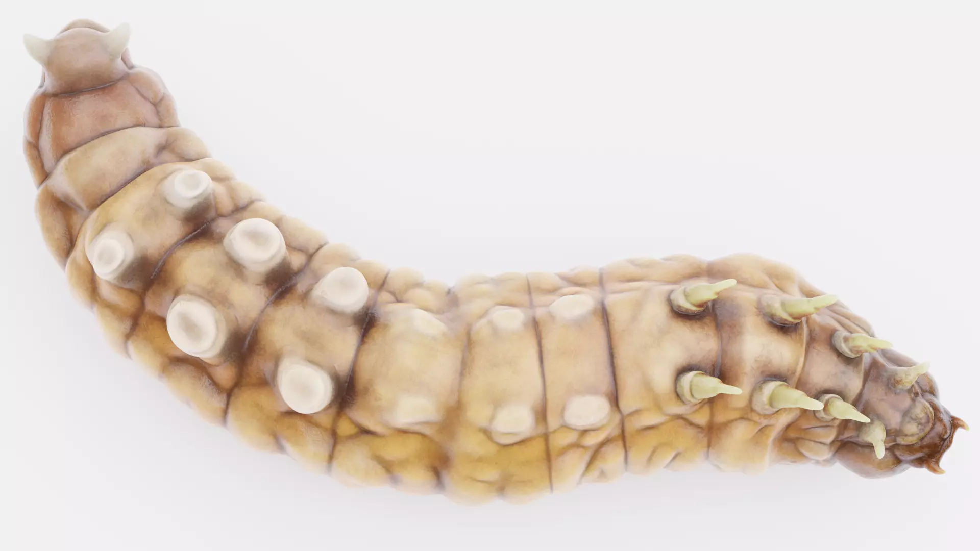 Wax Worm - Detailed Plastic Eater Rigged Low-poly 3D model_6