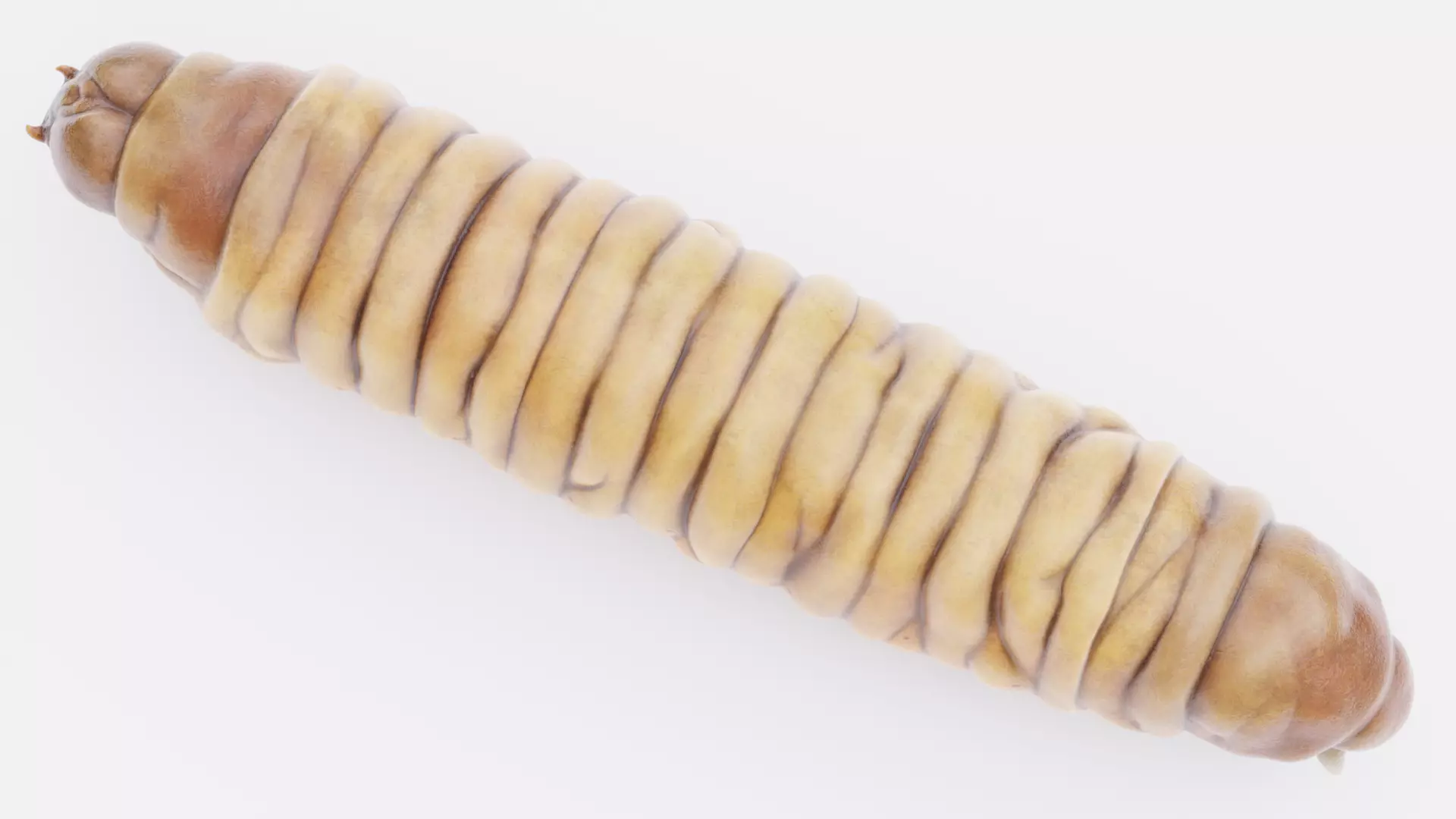 Wax Worm - Detailed Plastic Eater Rigged Low-poly 3D model_14