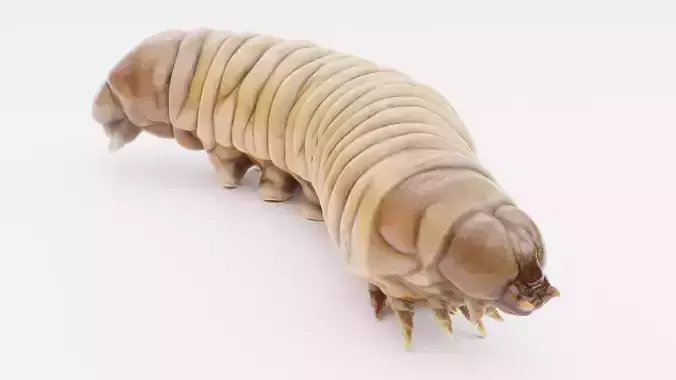 Wax Worm - Detailed Plastic Eater Rigged