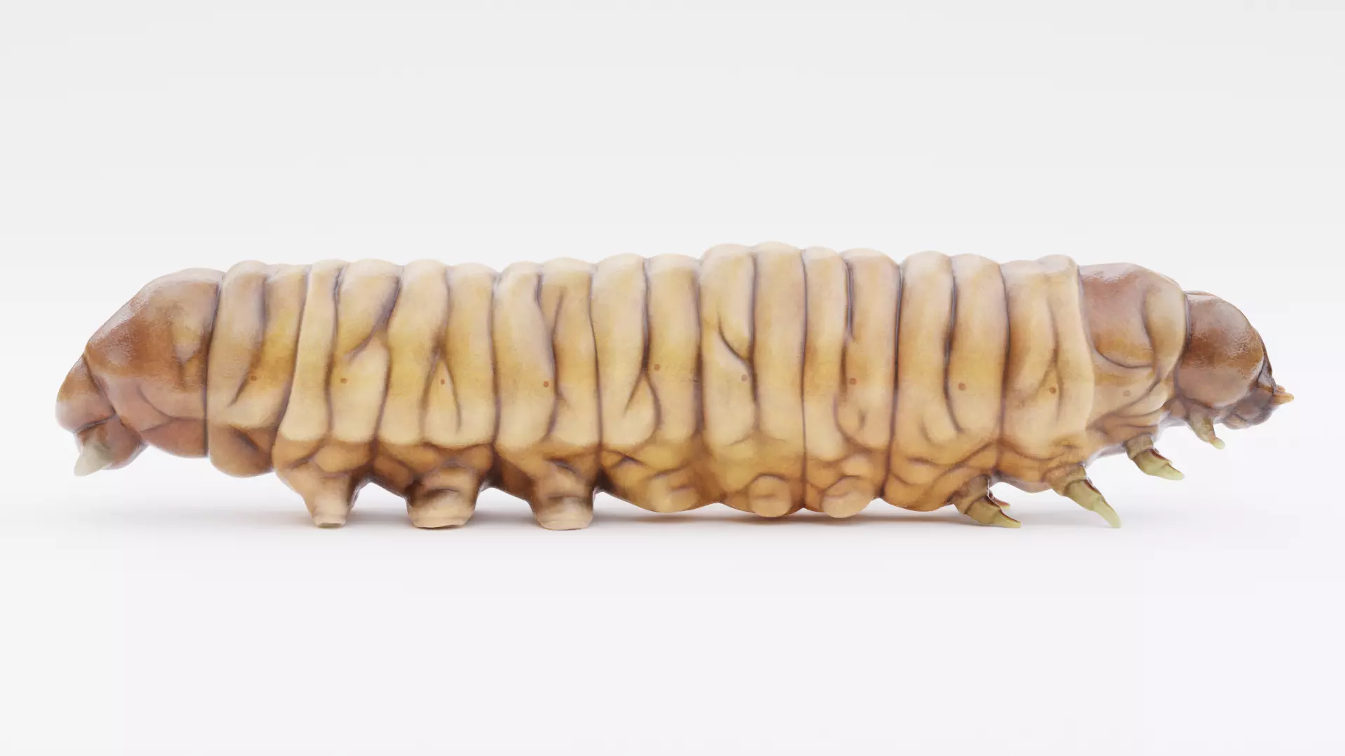 Wax Worm - Detailed Plastic Eater Rigged Low-poly 3D model_9