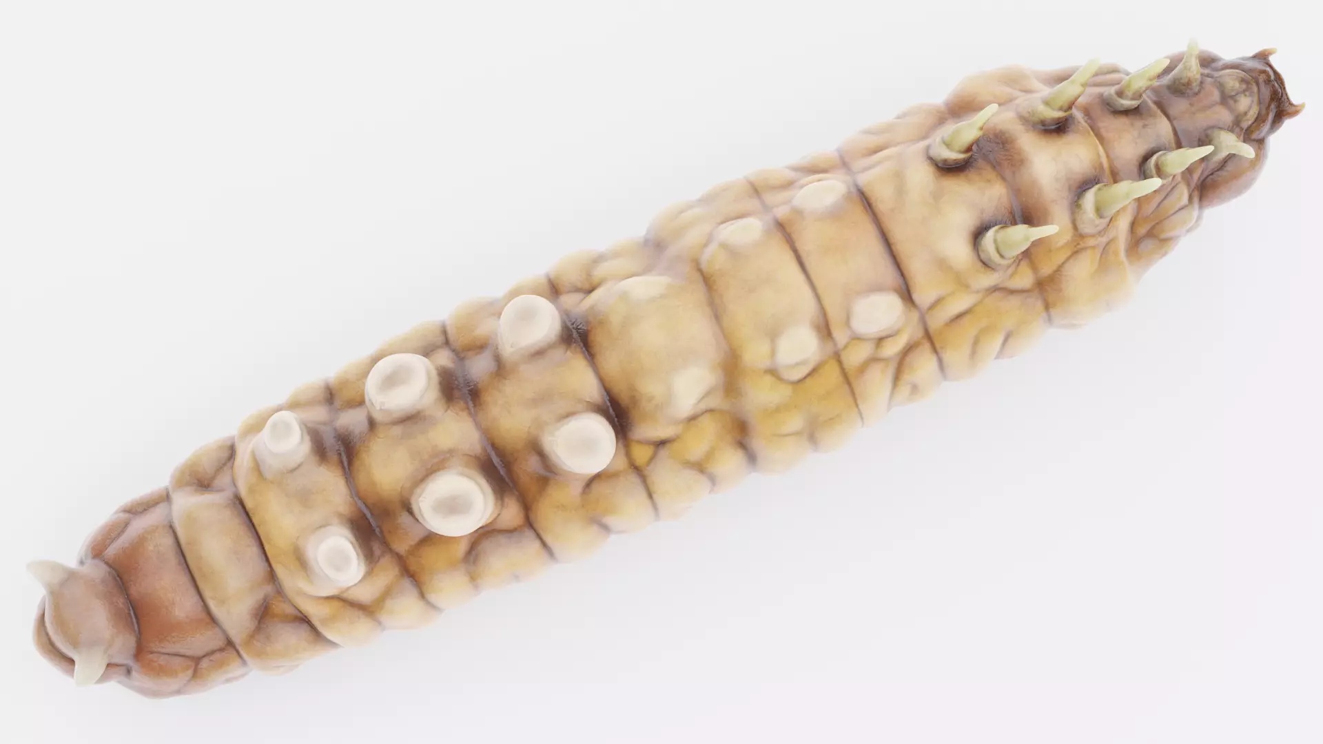 Wax Worm - Detailed Plastic Eater Rigged Low-poly 3D model_7