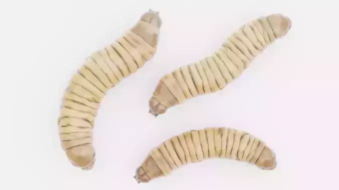 Wax Worms Collection - Plastic Eaters Rigged