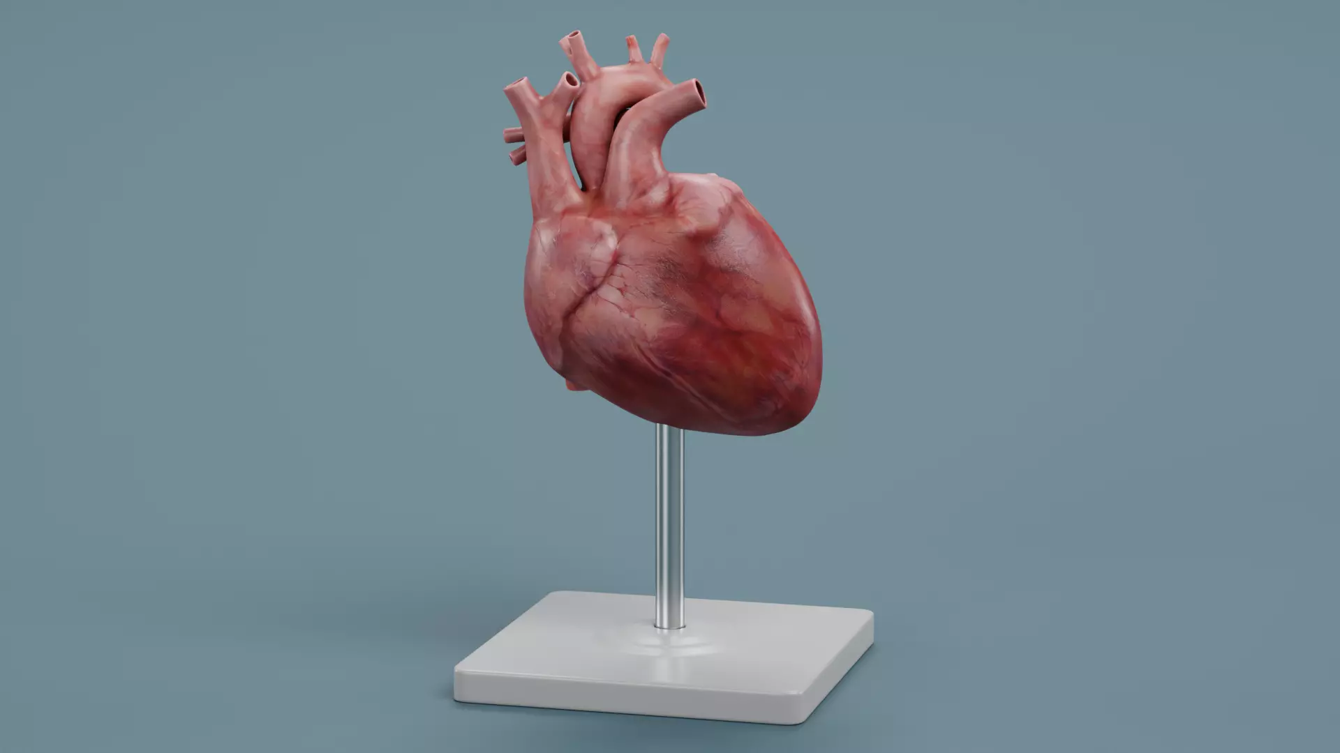 -Anatomy Models- Low-poly 3D model_12