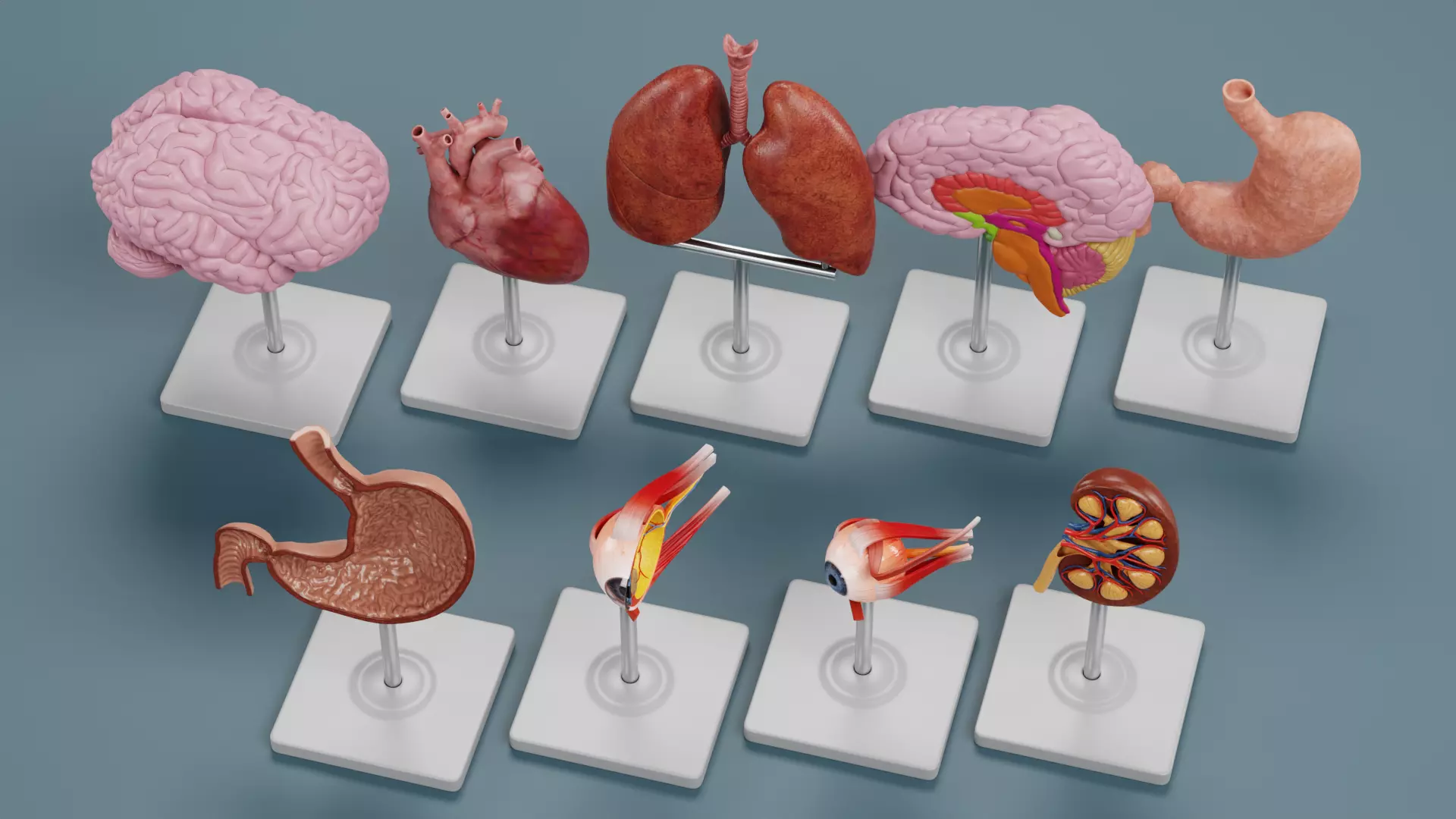 -Anatomy Models- Low-poly 3D model_3