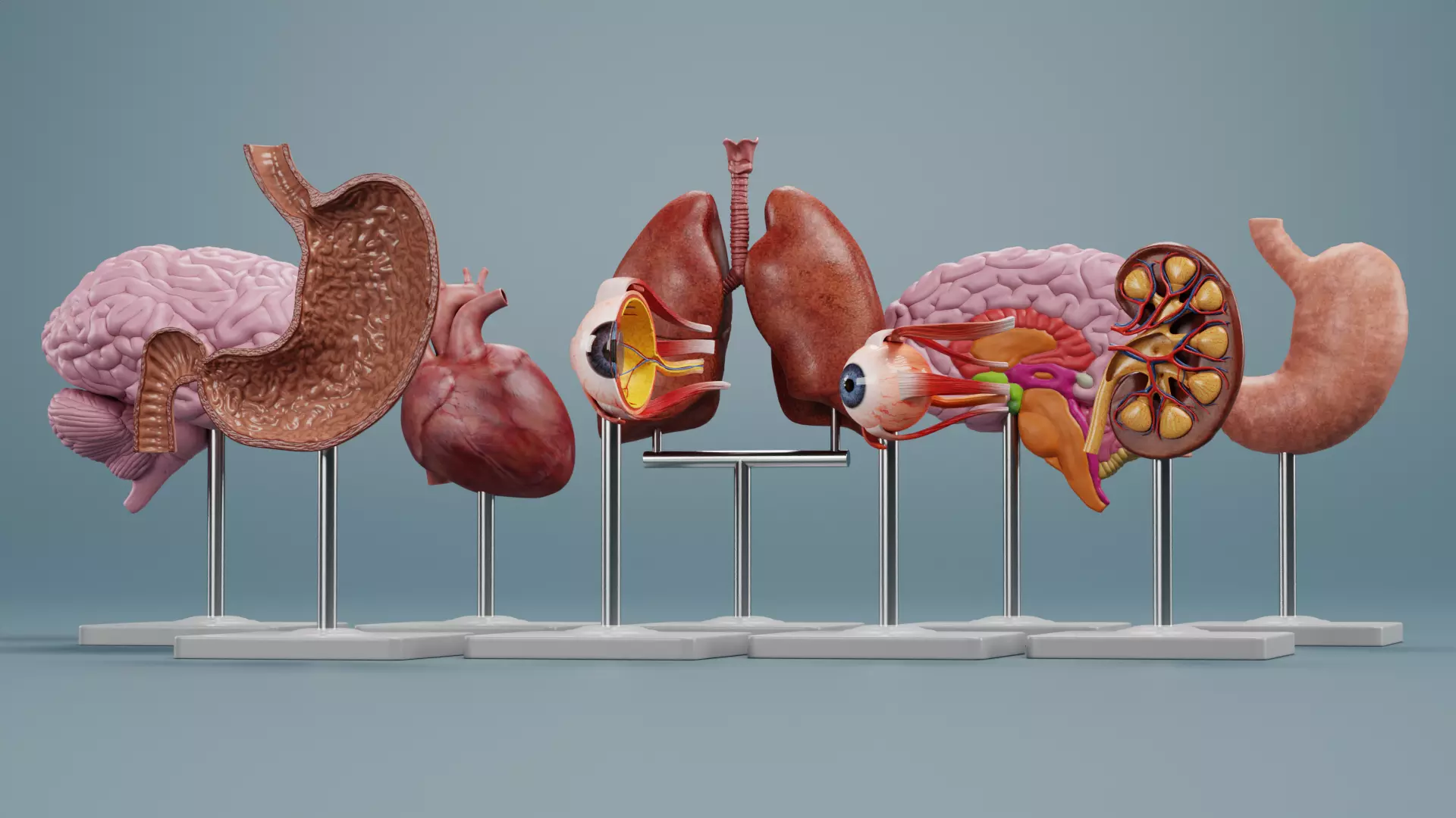 -Anatomy Models- Low-poly 3D model_1