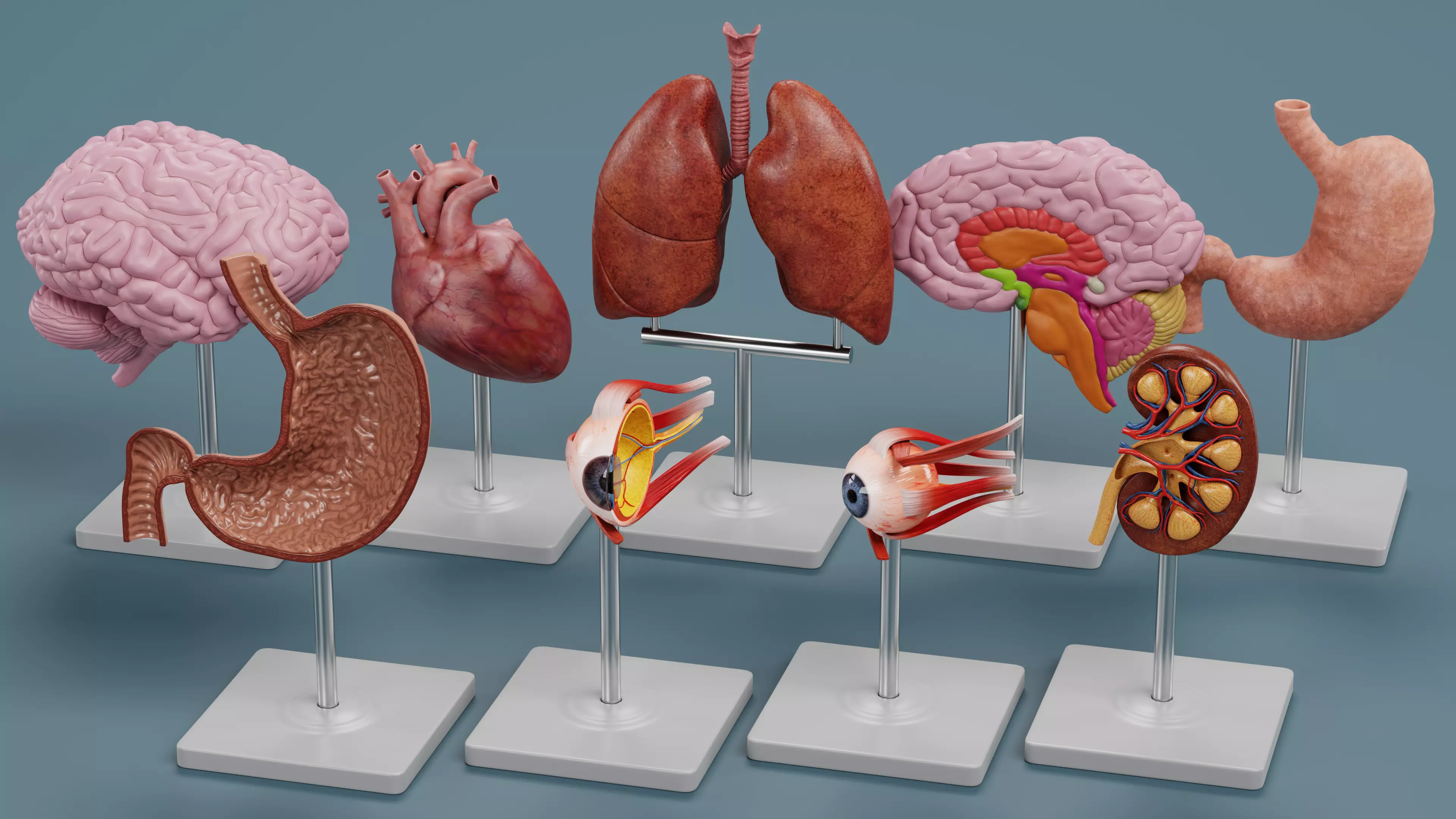 -Anatomy Models- Low-poly 3D model_0