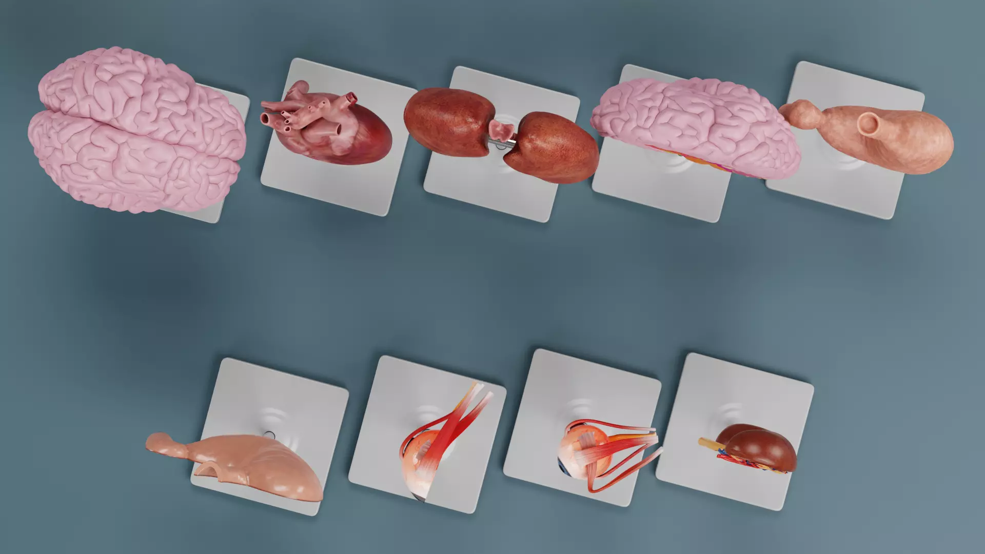 -Anatomy Models- Low-poly 3D model_2