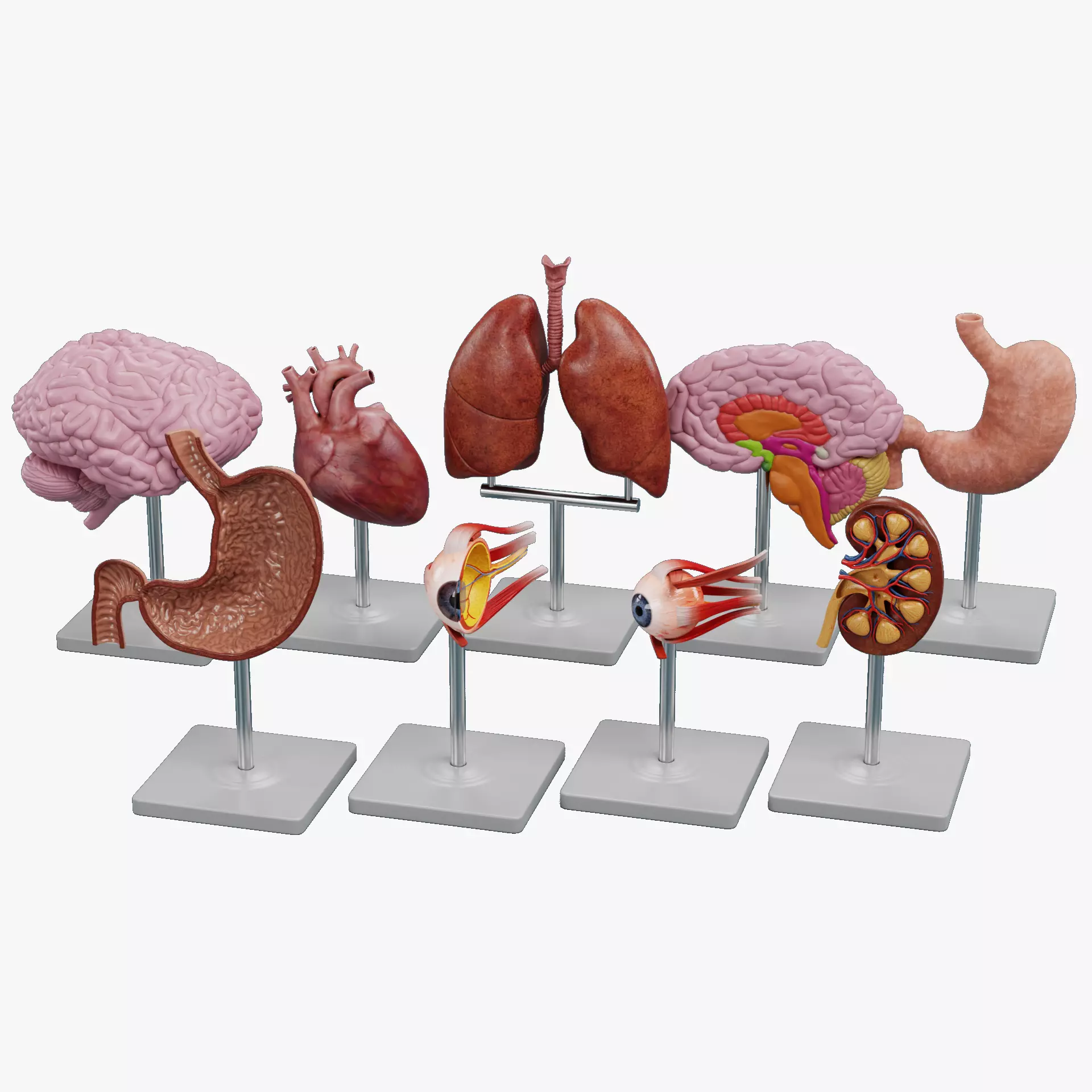 -Anatomy Models- Low-poly 3D model_28