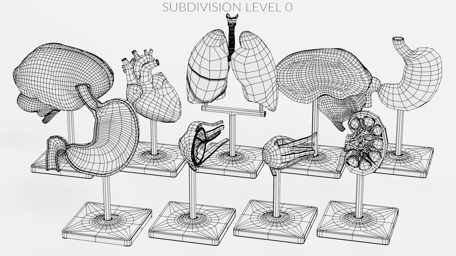 -Anatomy Models- Low-poly 3D model_24