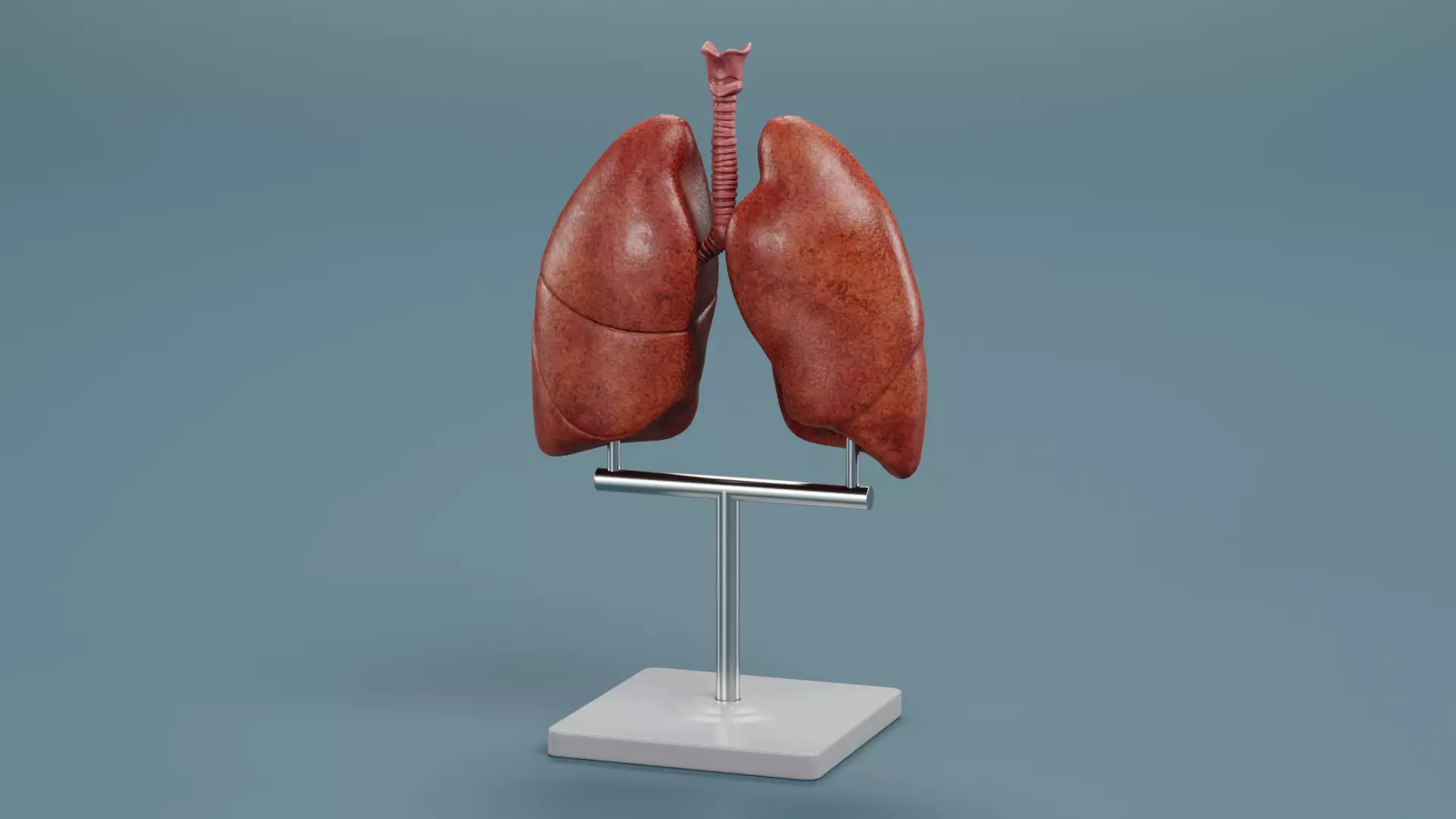 -Anatomy Models- Low-poly 3D model_13