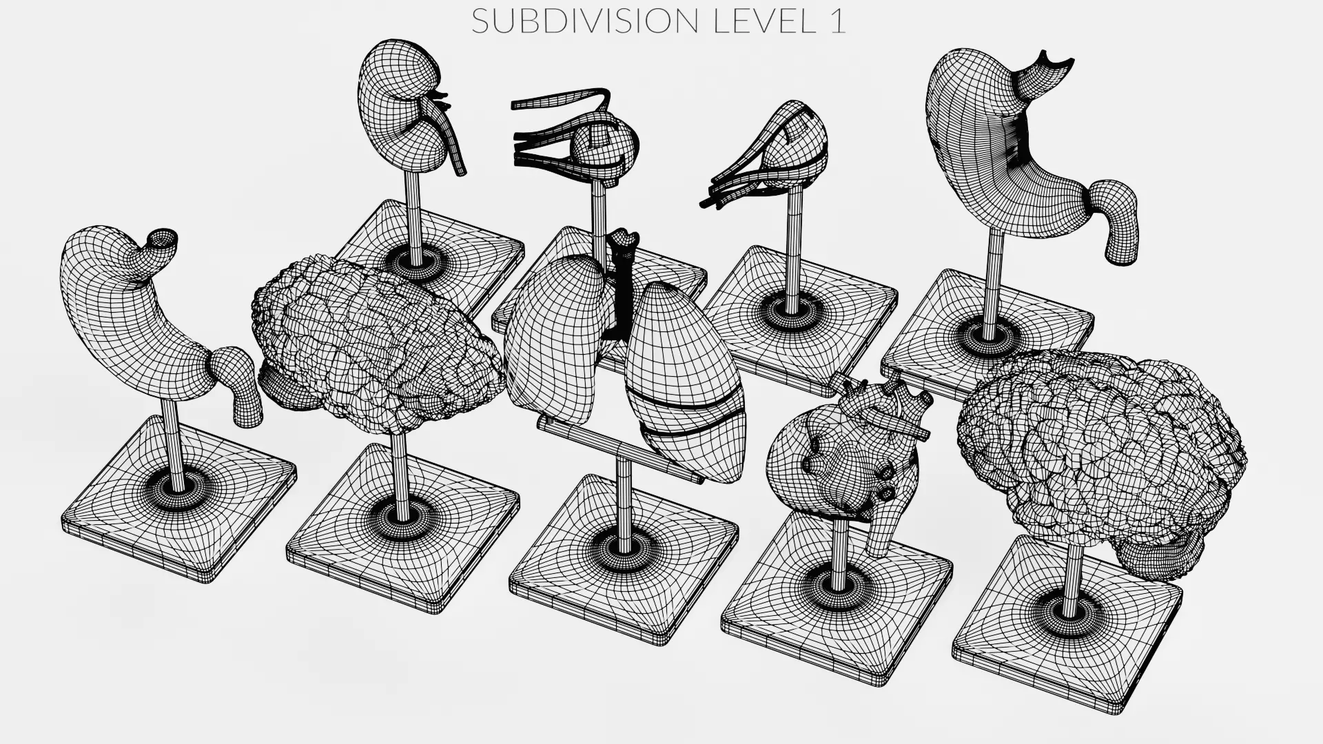 -Anatomy Models- Low-poly 3D model_27