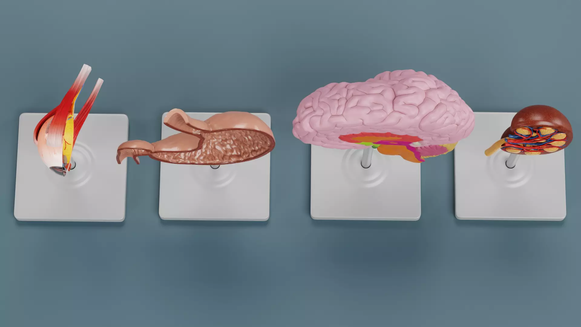 -Anatomy Models - Cross Sections- Low-poly 3D model_5