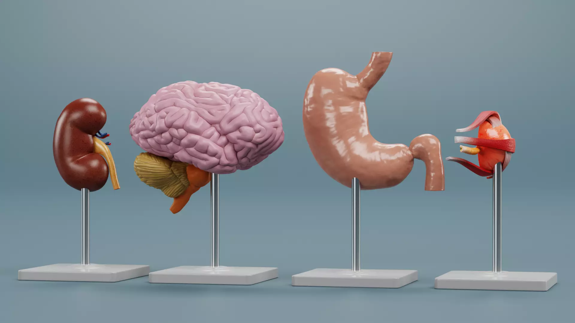 -Anatomy Models - Cross Sections- Low-poly 3D model_3