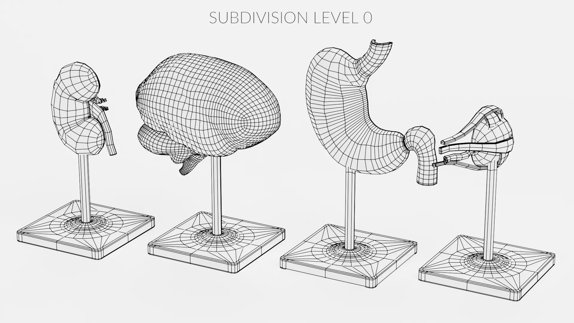 -Anatomy Models - Cross Sections- Low-poly 3D model_16