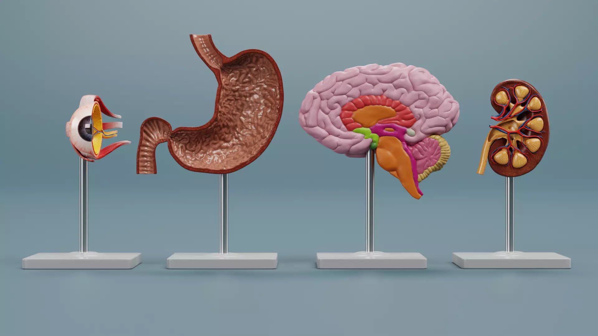 -Anatomy Models - Cross Sections- Low-poly 3D model_1