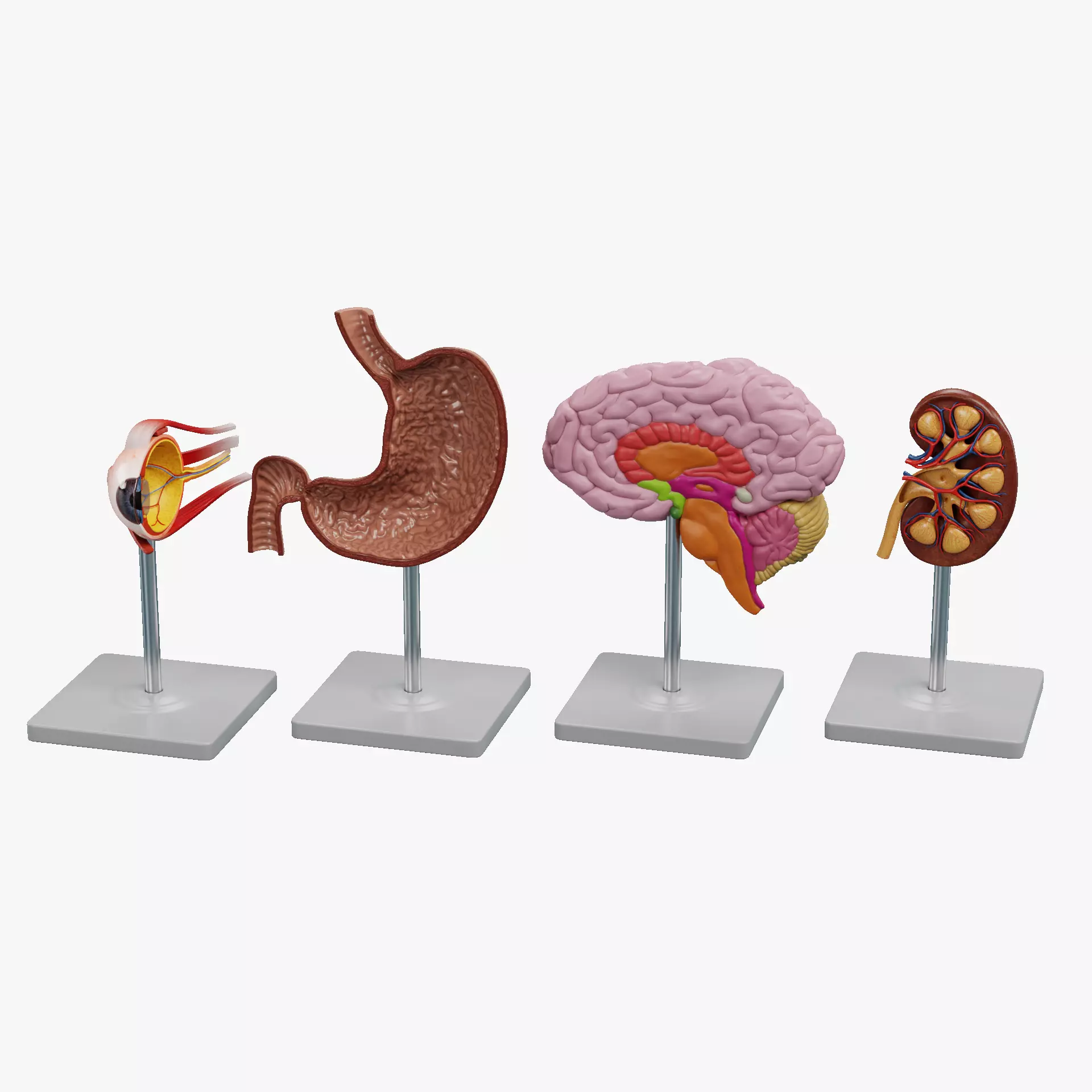 -Anatomy Models - Cross Sections- Low-poly 3D model_18