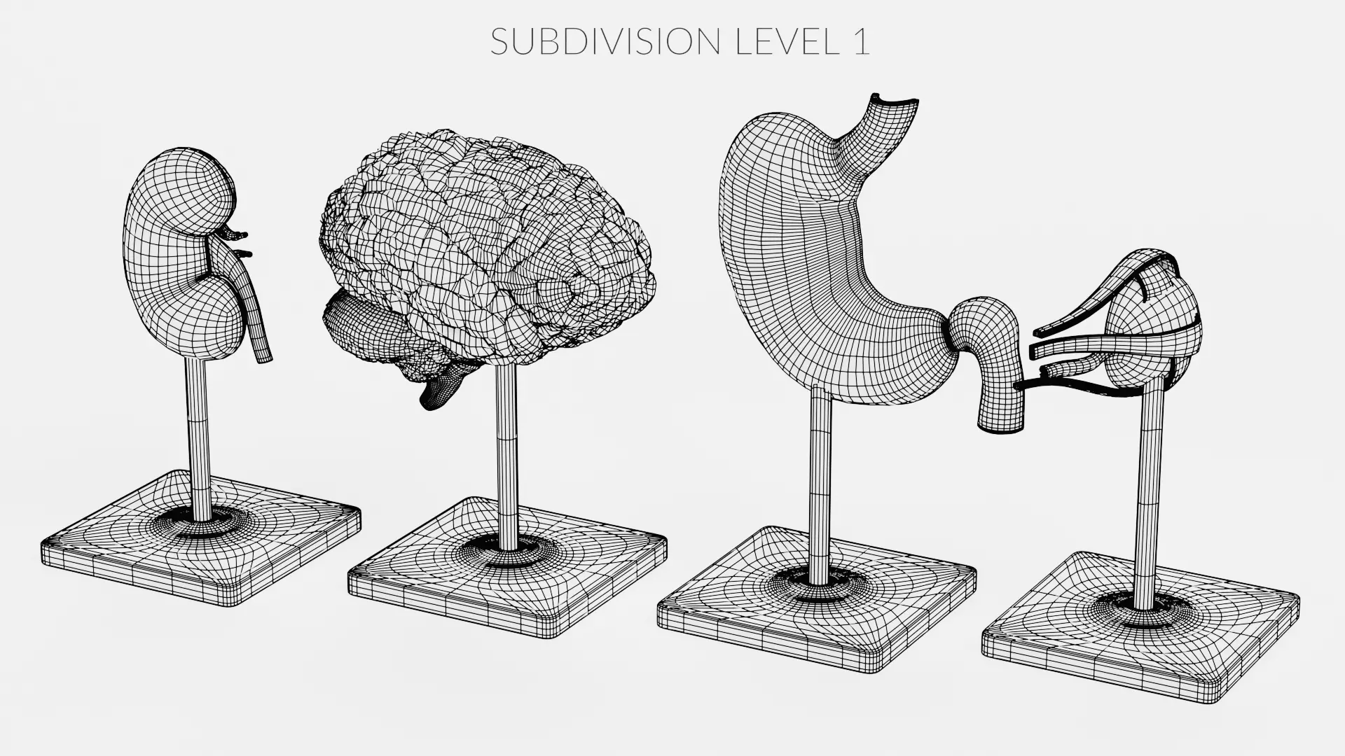 -Anatomy Models - Cross Sections- Low-poly 3D model_17