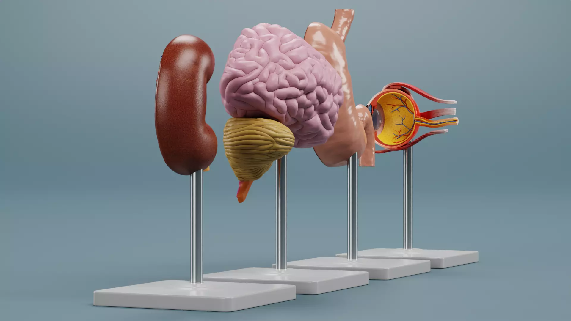 -Anatomy Models - Cross Sections- Low-poly 3D model_4