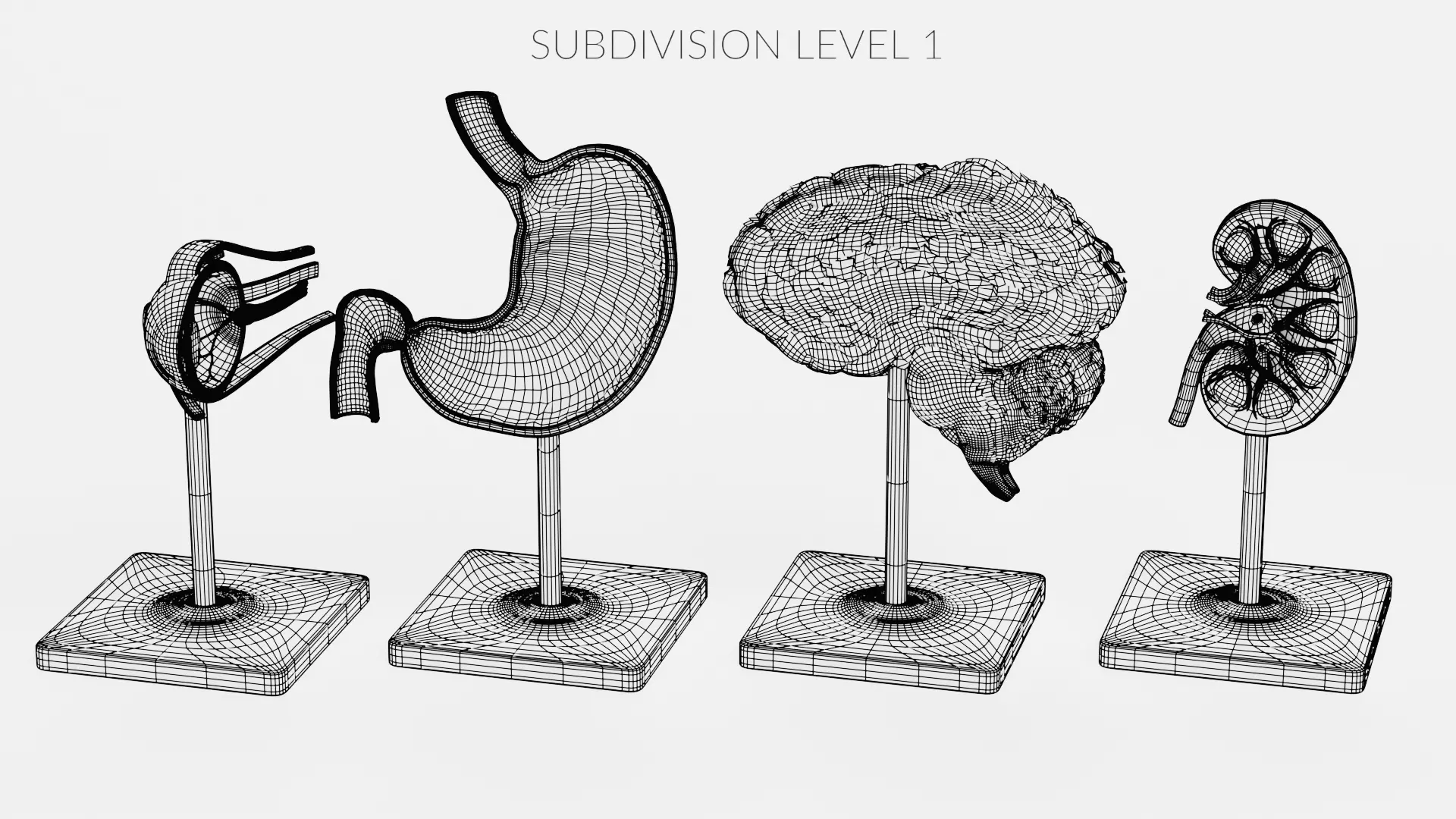 -Anatomy Models - Cross Sections- Low-poly 3D model_15