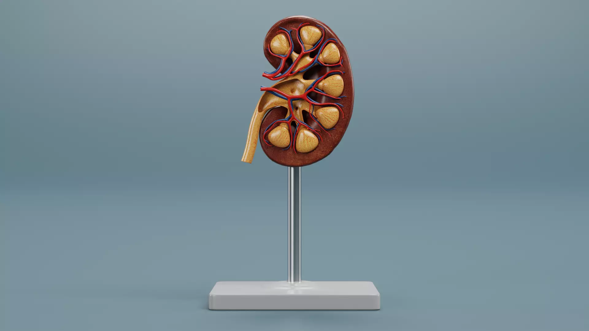 -Anatomy Models - Cross Sections- Low-poly 3D model_7