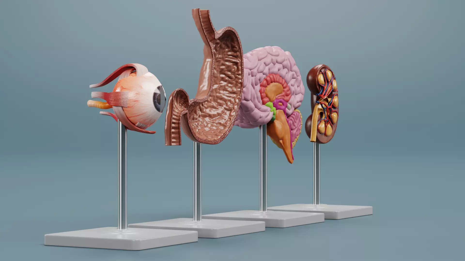 -Anatomy Models - Cross Sections- Low-poly 3D model_2