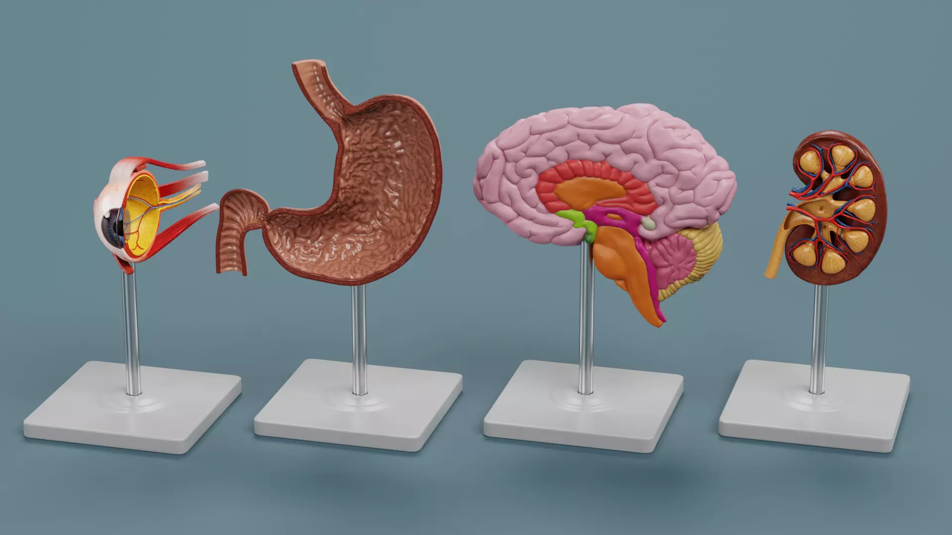 -Anatomy Models - Cross Sections- Low-poly 3D model_0