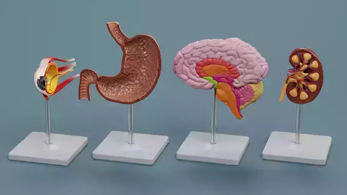 -Anatomy Models - Cross Sections- Low-poly 3D model -Anatomy Models - Cross Sections- Low-poly 3D model