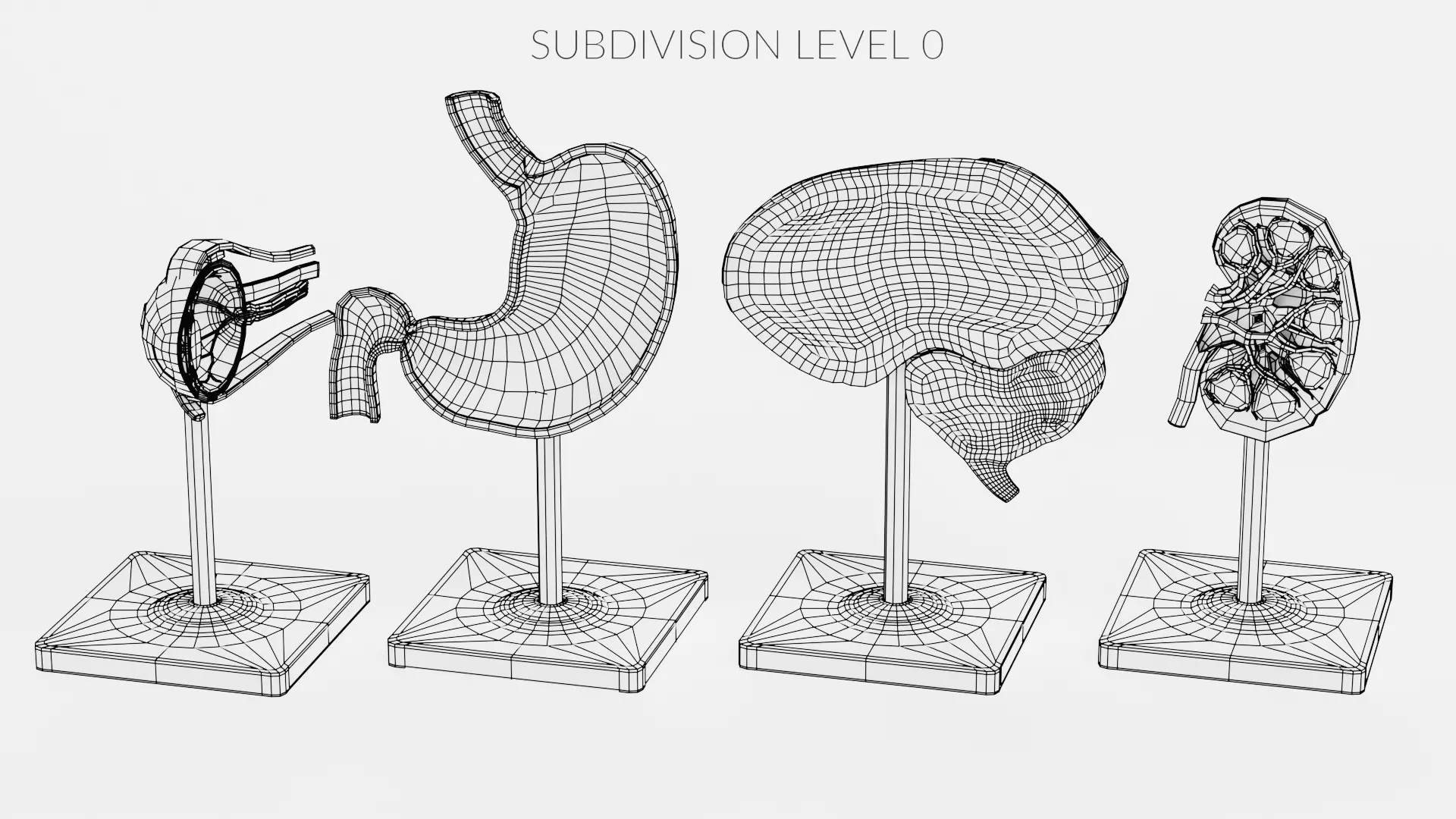-Anatomy Models - Cross Sections- Low-poly 3D model_14