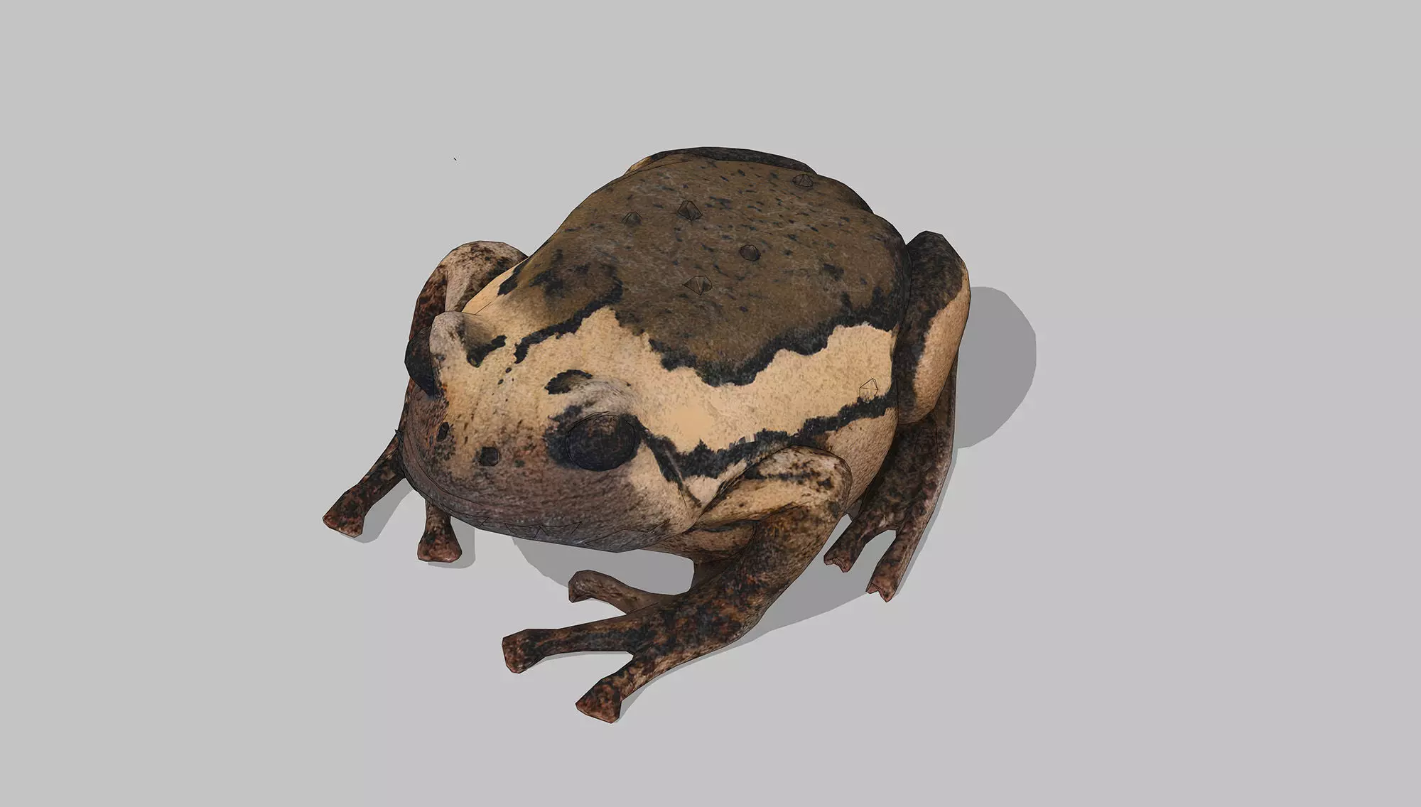 Hyla versicolor frog Low-poly 3D model