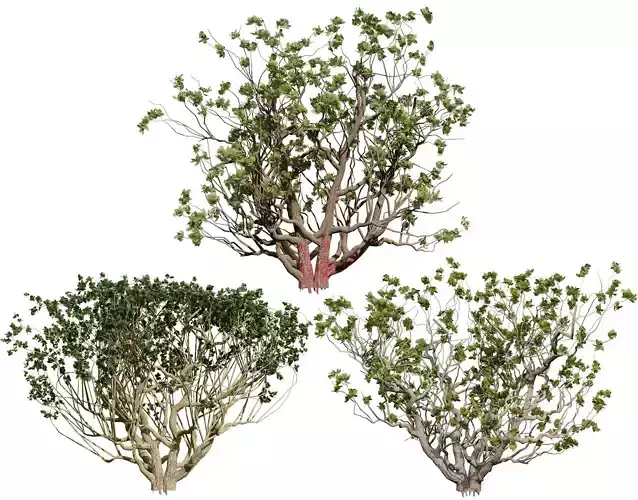 Arabian Boswellia Sacra Luban Tree