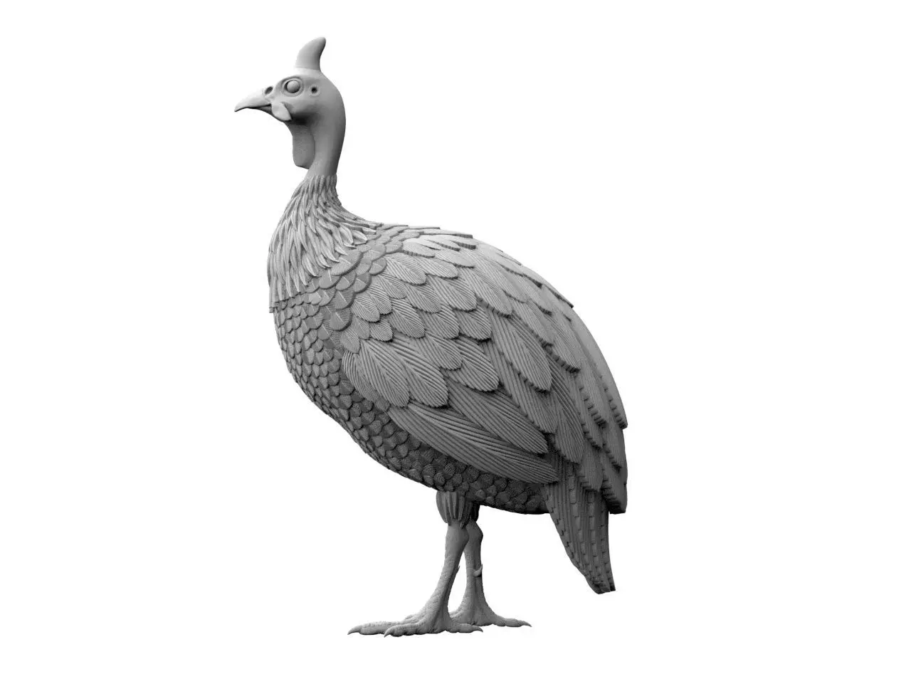 guinea fowl 3D print model_5