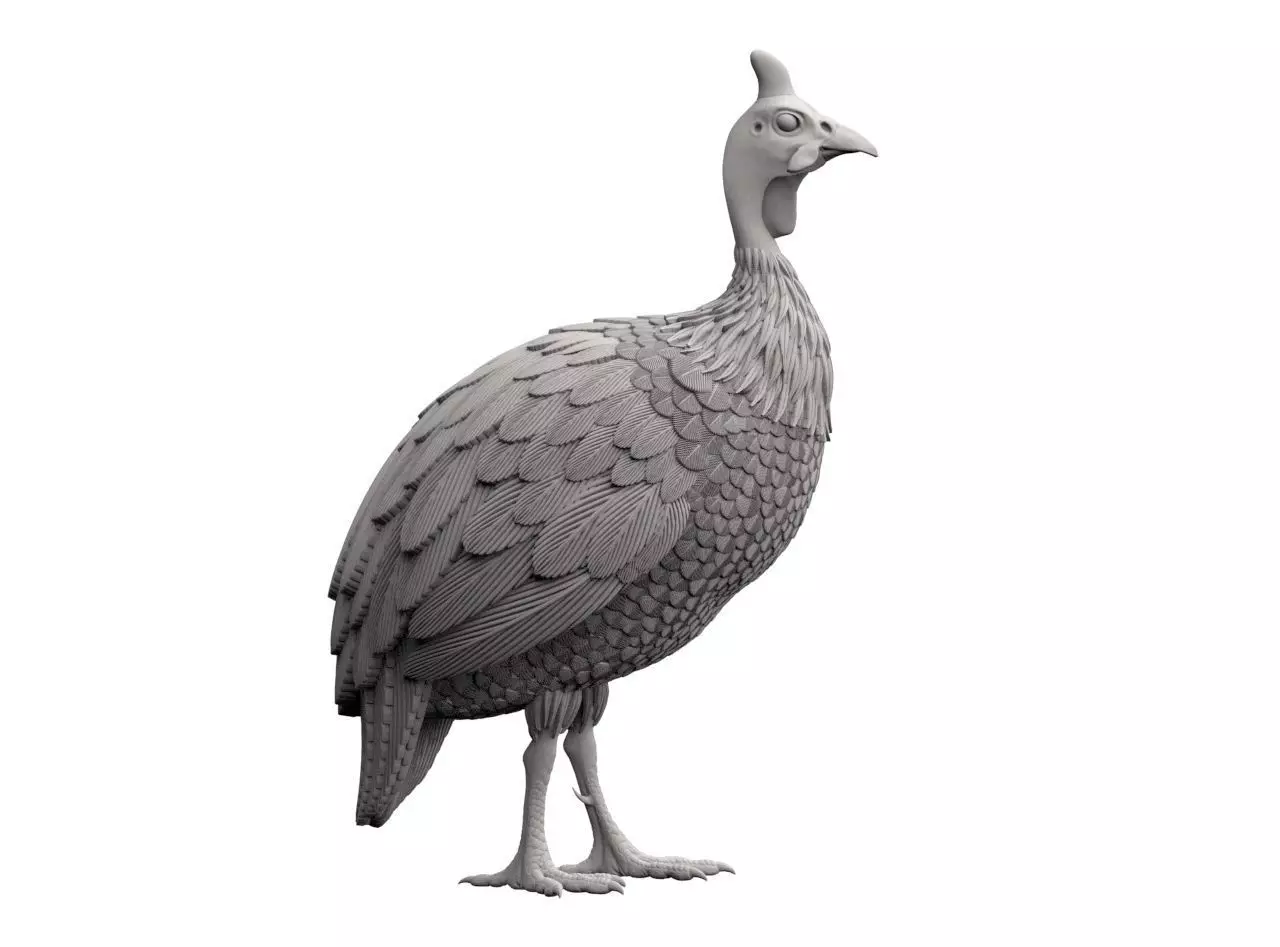guinea fowl 3D print model_49