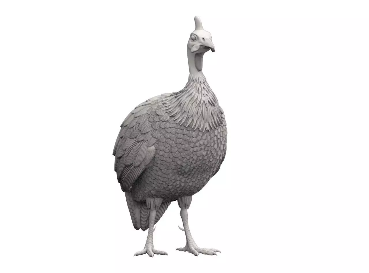 guinea fowl 3D print model_50