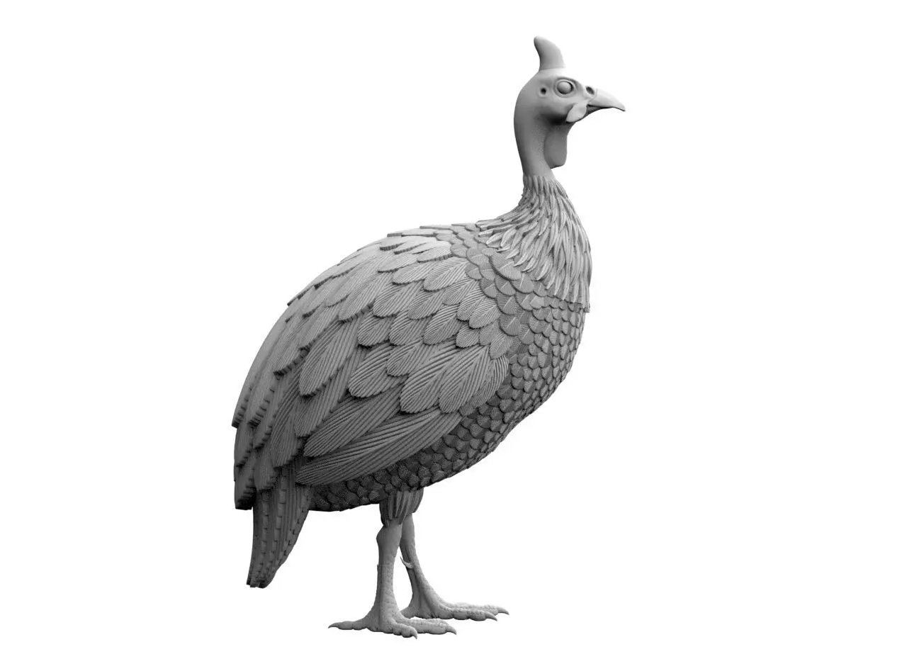 guinea fowl 3D print model_21
