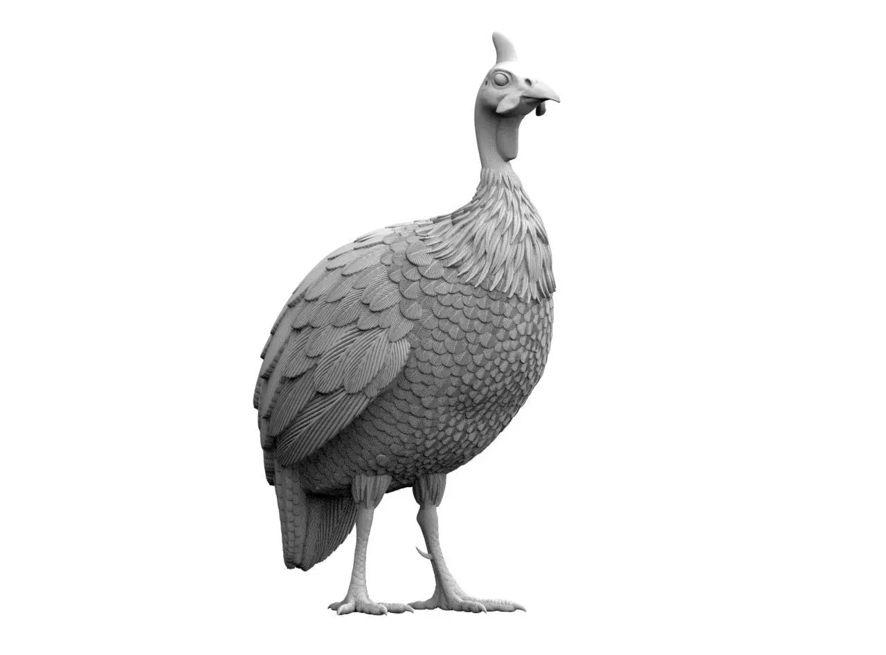 guinea fowl 3D print model_30