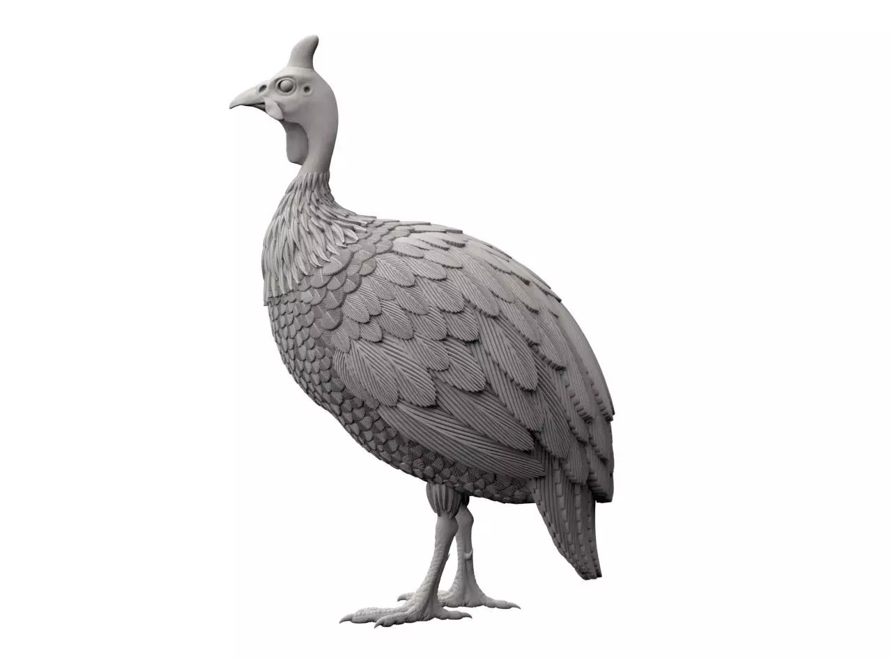 guinea fowl 3D print model_14