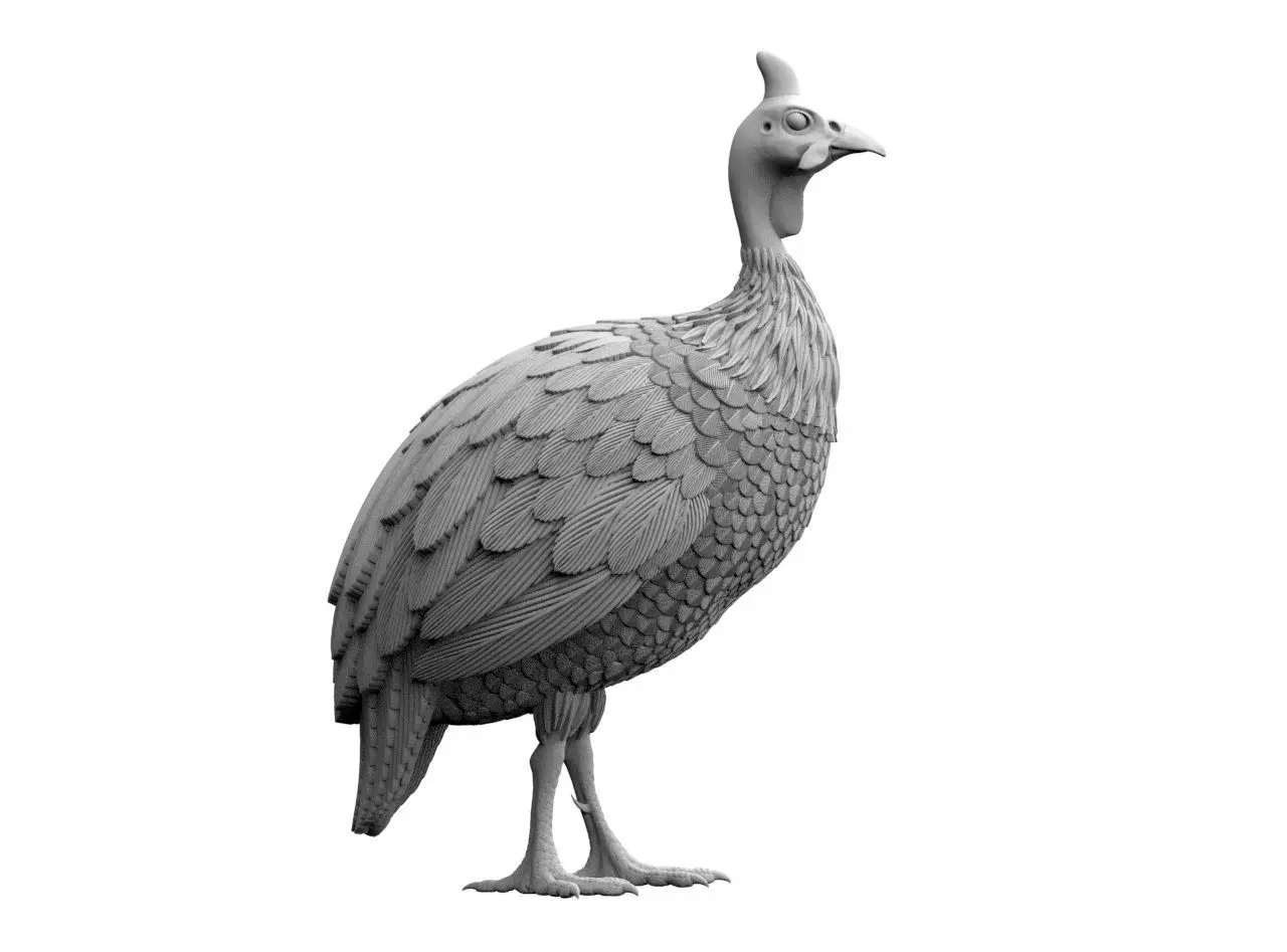 guinea fowl 3D print model_1