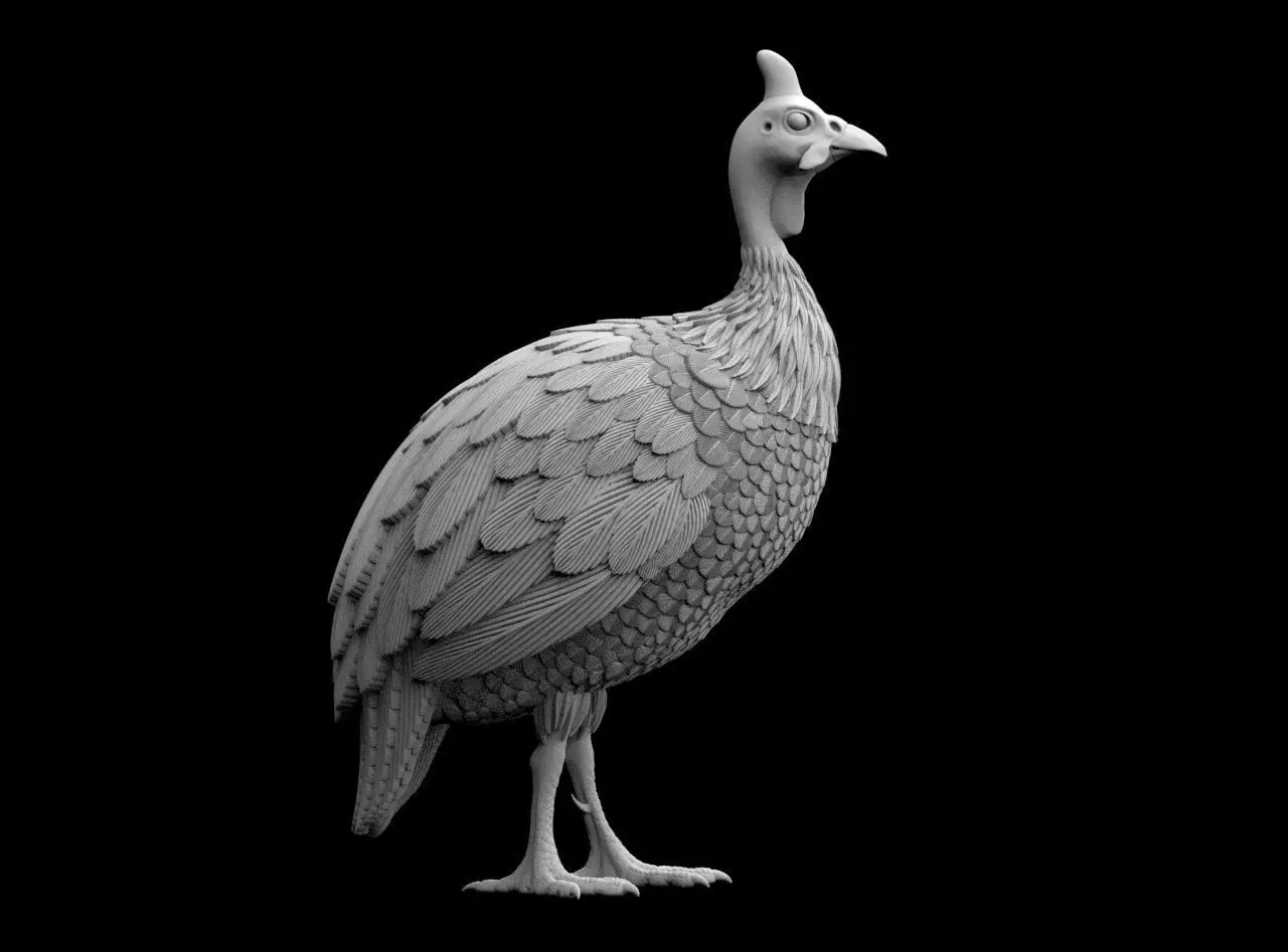 guinea fowl 3D print model_36