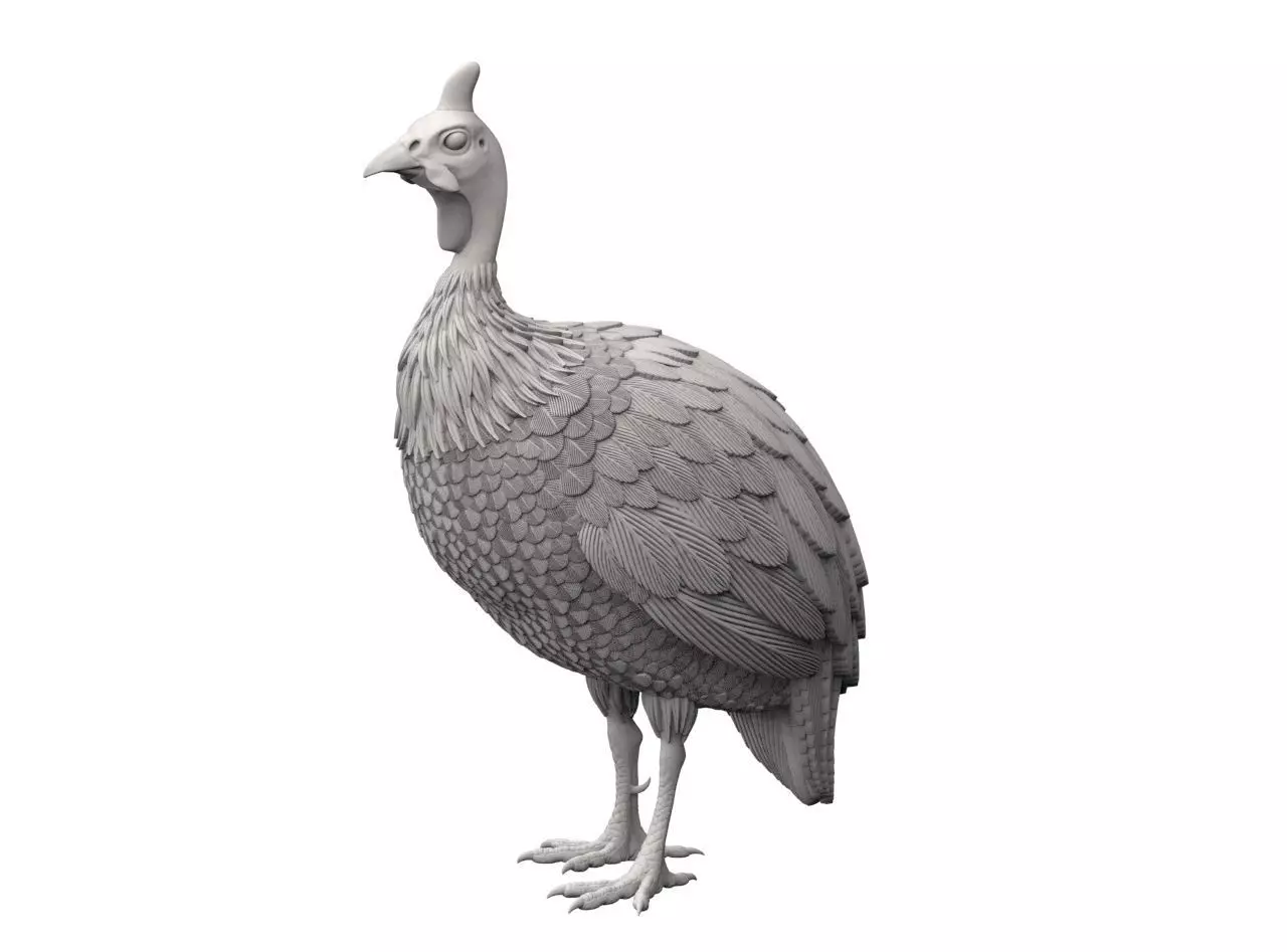 guinea fowl 3D print model_13
