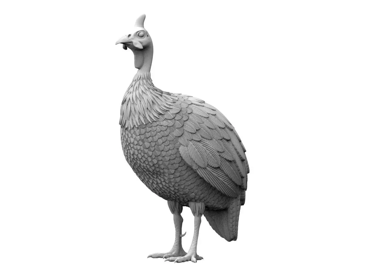 guinea fowl 3D print model_4