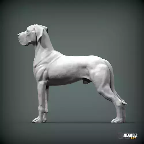 Great Dane standing