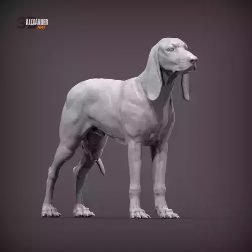 Italian rough-haired Segugio dog