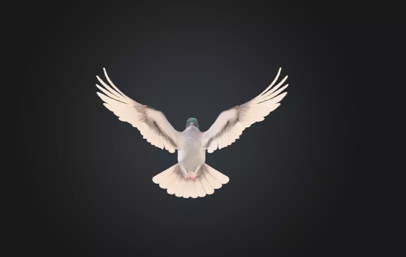Flying Pigeon Low-poly 3D model_5