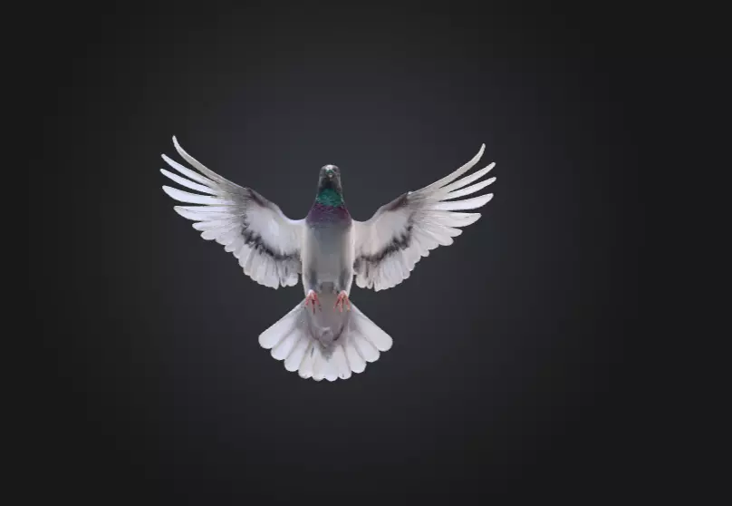 Flying Pigeon Low-poly 3D model_12