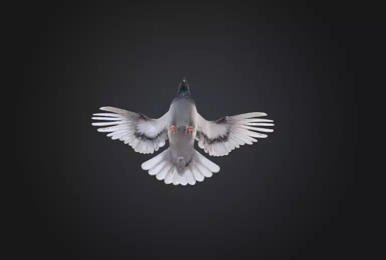 Flying Pigeon Low-poly 3D model_16